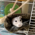 ハムスター里親募集です。