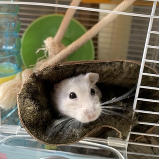 ハムスター里親募集です。