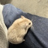 ハムスター里親募集です。 サムネイル2