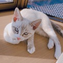 とても人懐っこい子猫の里親さん募集してます