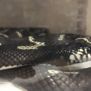 カルフォルニアキングスネーク(蛇）の里親募集