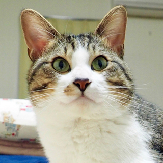 多頭飼いできずに困っています