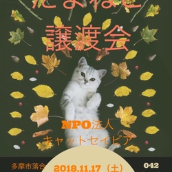 多摩センターねこカフェ「たまねこ」で譲渡会！