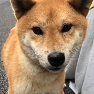 【期限間際に希望者様キャンセルの為、急遽里親募集】