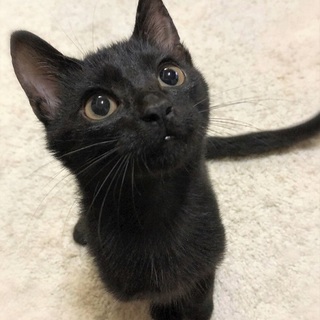 やんちゃで甘えん坊☆ロビンくん