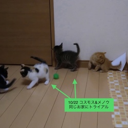我が家の里親募集中の子猫達