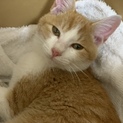 愛知。津島市猫ちゃん。