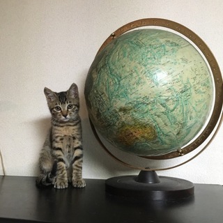 ちょっと困ったお顔のキジトラ男の子の里親さん募集中