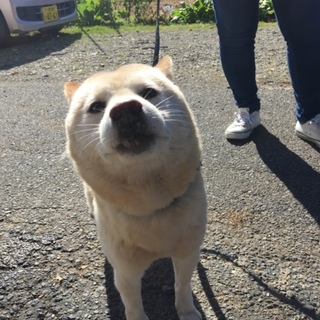 可愛らしい白柴のユリちゃん/有難うございました！
