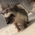 生後3ヶ月＊ハリネズミ