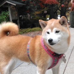 紅葉狩り(*˘︶˘*).｡.:*♡