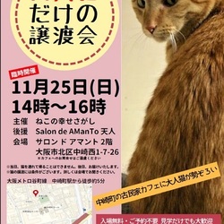 「大人猫だけの譲渡会」