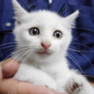 里親様に迎えられました。有難うございました。
