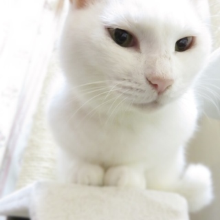お膝に乗ってあげようか？白猫のたまごちゃん！