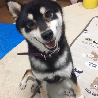 黒柴の蘭丸くん