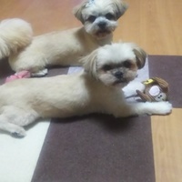 みかん、ちょこ、ゆず、れもん