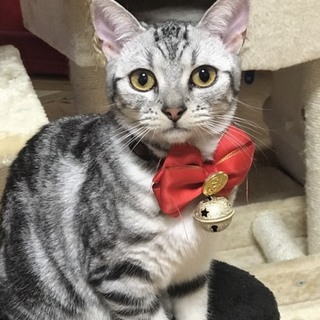 アメショ 女の子