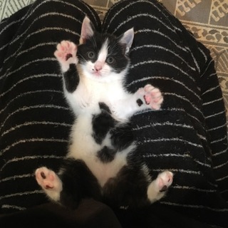 愛嬌たっぷりのかわいすぎなハチワレちゃん