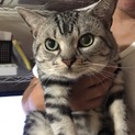 少し大きめアメショ 男の子