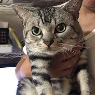 少し大きめアメショ 男の子