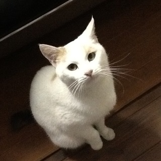 三毛猫ちゃんの里親さん募集