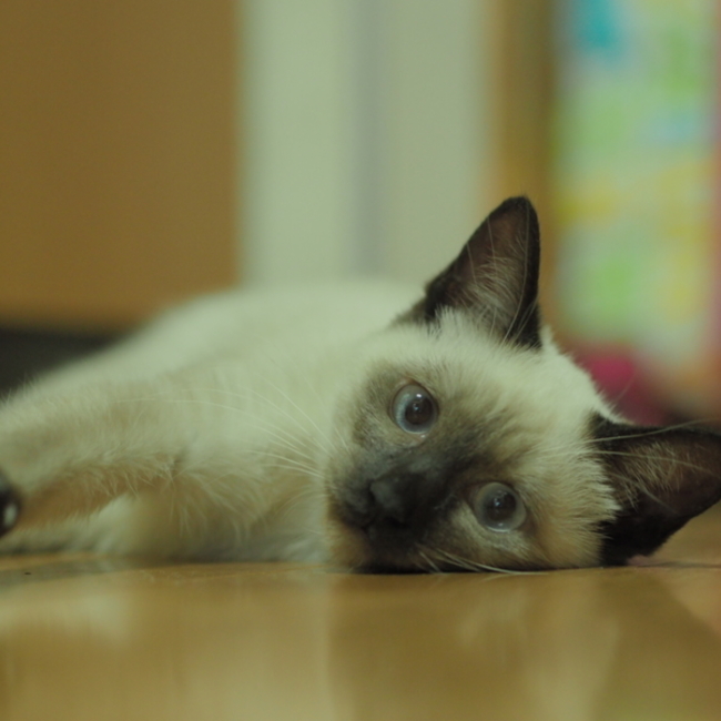 MiiKo0のカバー写真