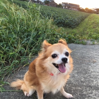 ビビりだけど明るい「パリス」ちゃん