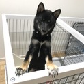 黒柴犬7ヶ月男の子