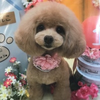 ココ