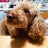 サンゴ