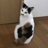 三毛猫の女の子です^ ^ トイレしつけ◎ サムネイル2