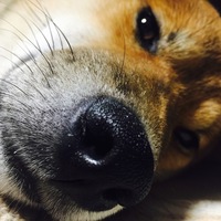 がじゅまる
