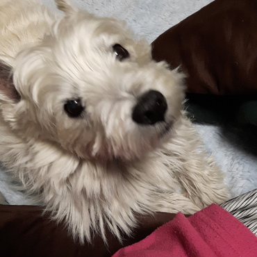 故・マイロの写真