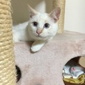 人懐っこい子猫  血液検査異常なしワクチン接種済み