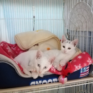 白猫　女の子　4ヶ月