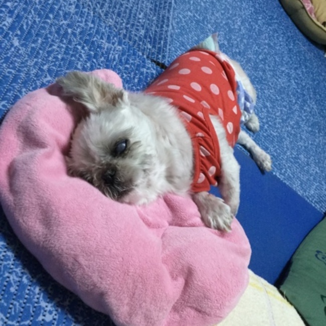 chiffon_karuのカバー写真