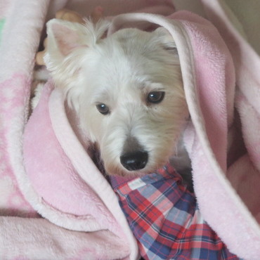 毛布の中でかくれんぼ