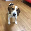 ビーグル★ゴンちゃん