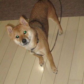 １歳の豆柴（赤）の新しい家族を探しています。