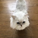 甘えたペルシャ猫オスです
