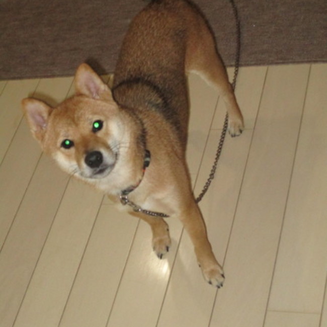 kotechanのカバー写真