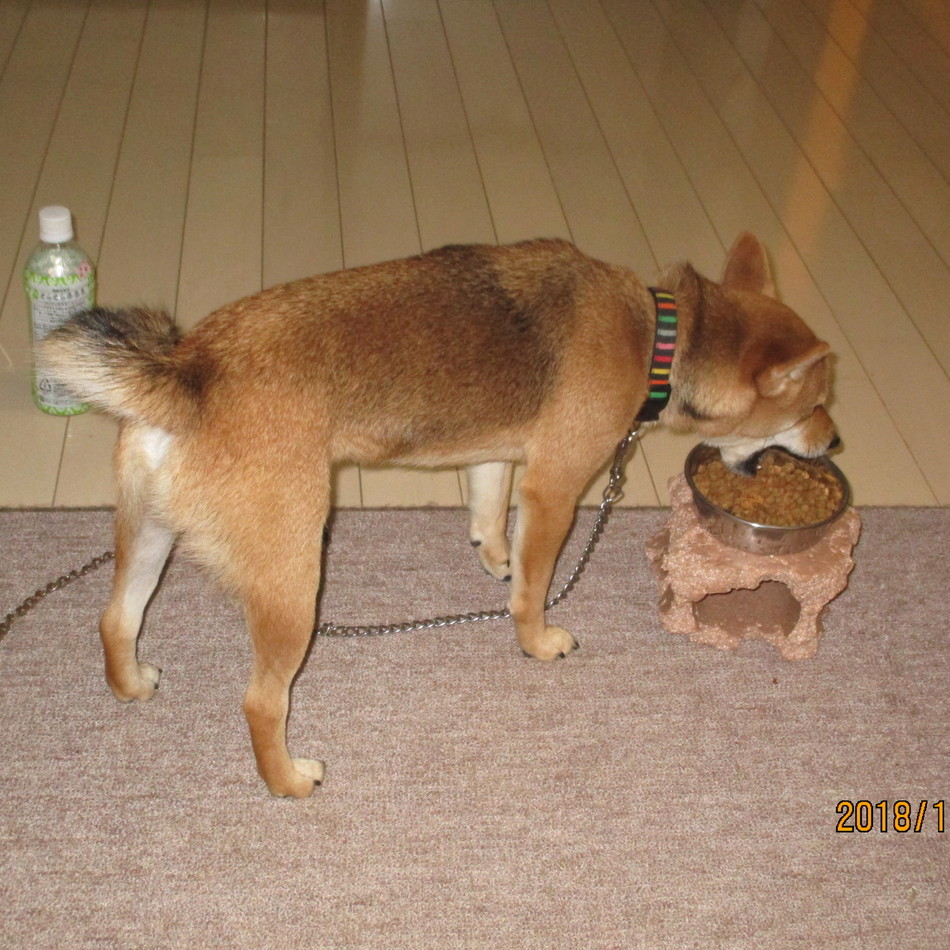 小太郎のカバー写真