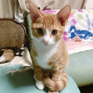 大切にしてくれる家族を探してます