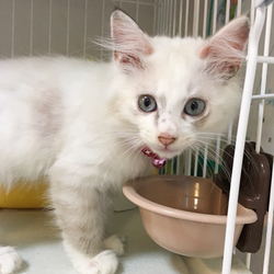 さいたま市「保護ねこ譲渡会」13時～（新都心東広場　コクーン側）開催