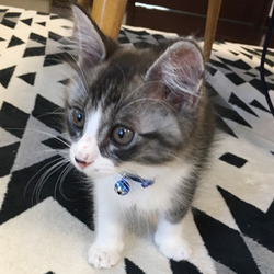 さいたま市「保護ねこ譲渡会」13時～（新都心東広場　コクーン側）開催 サムネイル2