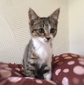 のわちゃん