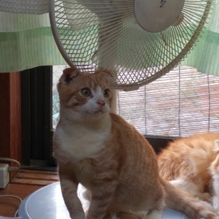 一生を共に過ごしてくださる方お願いします