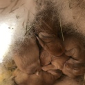 子うさぎの里親さん募集