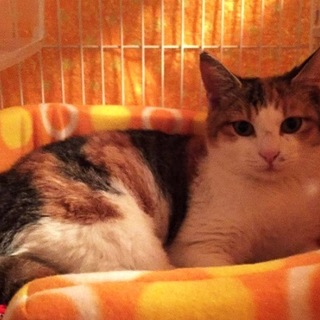 みなみ　　　6ヵ月くらいの女の子 