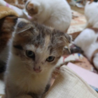 幸せにしてあげてください